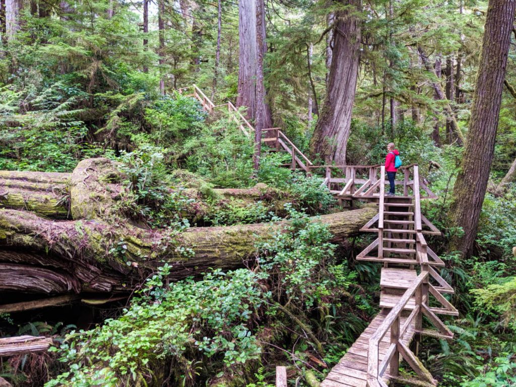 Gemma walking on an elevated boardwalk through temperate rainforest, looking at a huge fallen tree