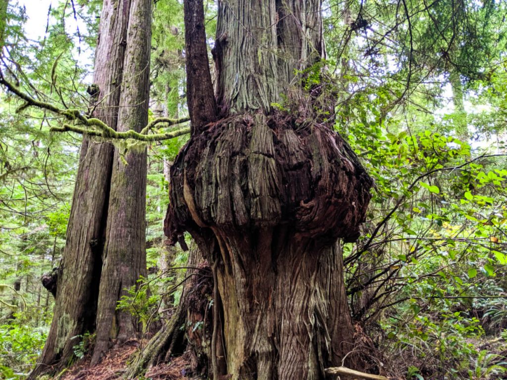 An ancient cedar tree with a huge burl in the middle of the trunk