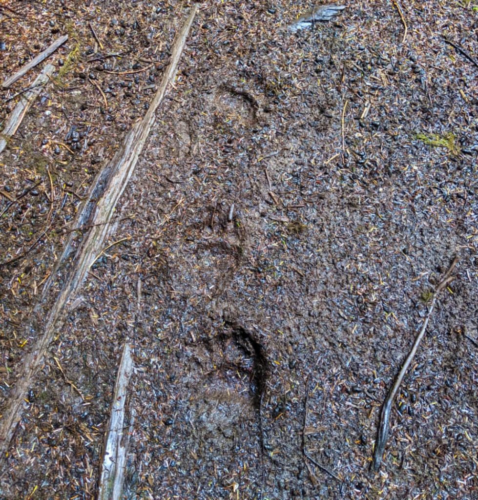 Black bear paw prints in mud/dirt on Cape Scott Trail, Vancouver Island