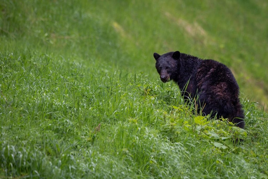 A black bear sat in grass