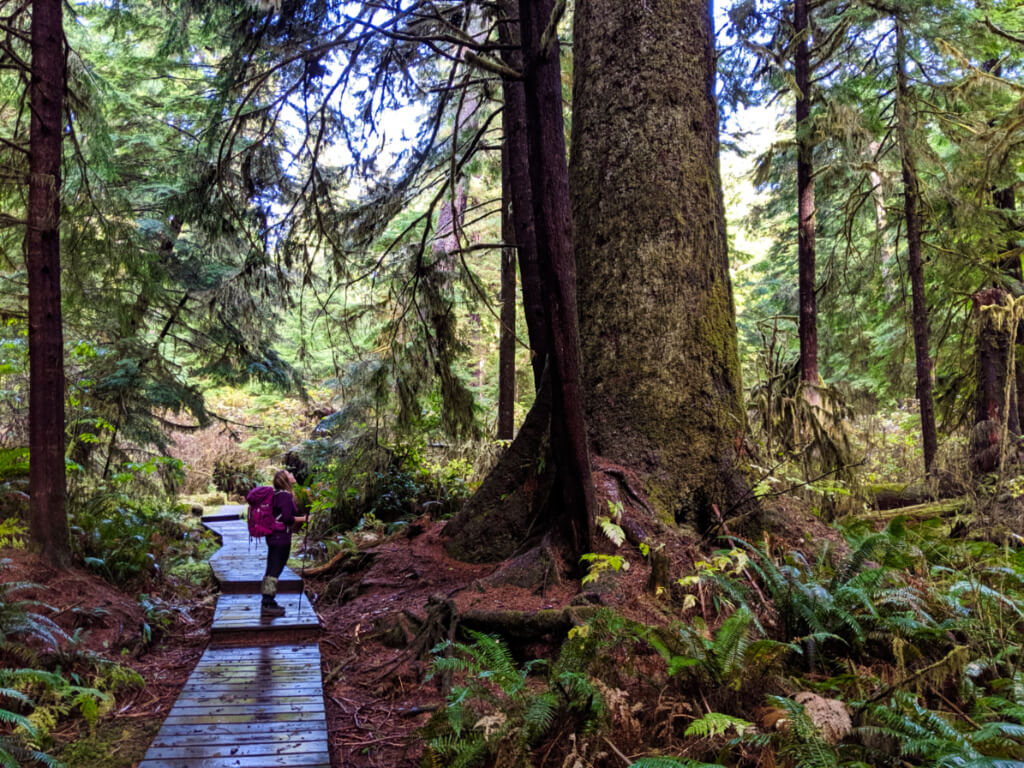 Gemma looking up at a huge spruce tree while on trail boardwalk