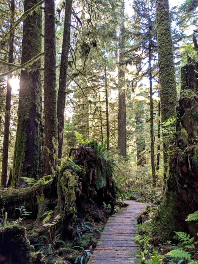 A boardwalk through a mossy forest with tall trees in Carmanah Walbran Provincial Park