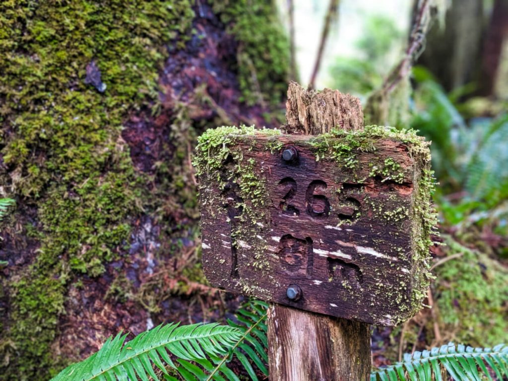 Close up of wooden tree height sign, covered in moss