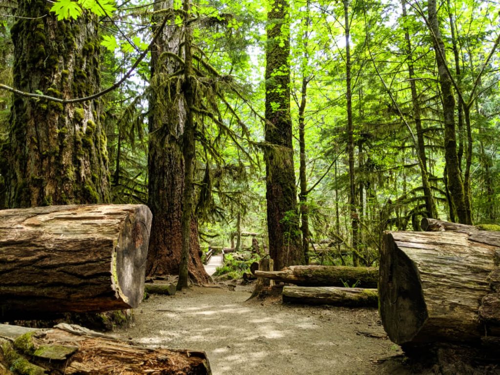 Fallen tree cut to allow trail to continue, with mossy trees behind