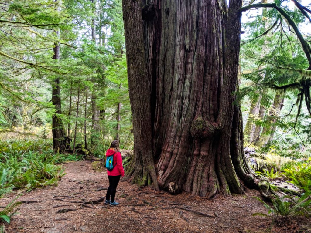 Gemma standing next to a huge cedar tree on the Giant Cedar Trail