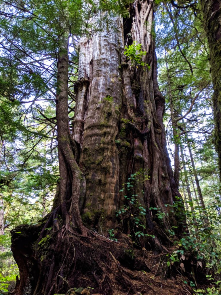 Huge gnarled old growth tree reaching to the sky