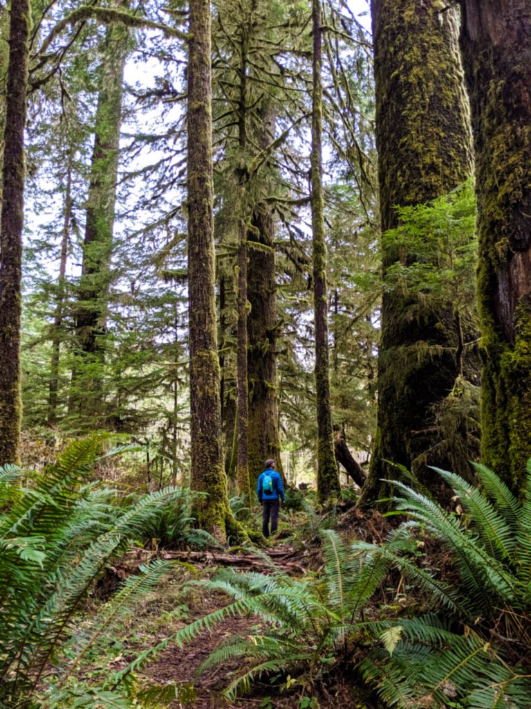 JR looking up at large trees in Carmanah Walbran Provincial Park