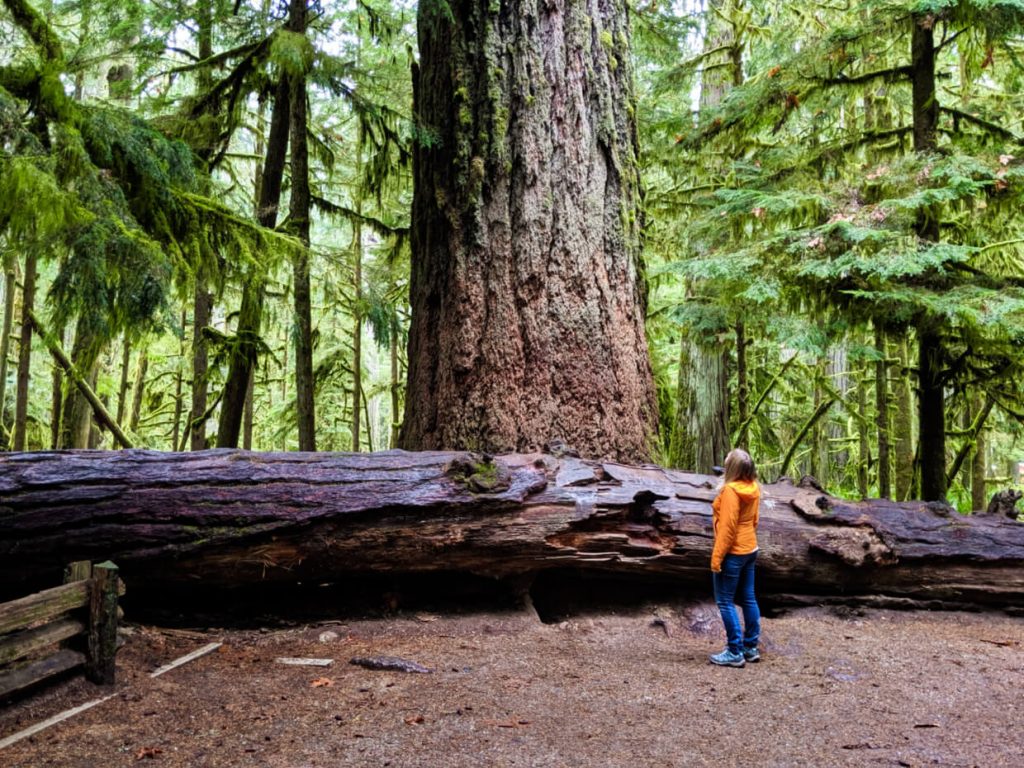 Gemma with the biggest tree in Cathedral Grove, Vancouver Island