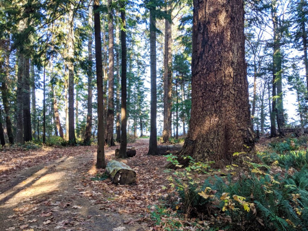 A huge tree sits amongst much smaller trees in Kitty Coleman