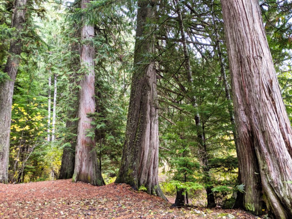 Open campsite area surrounded by large trees at Schoen Lake