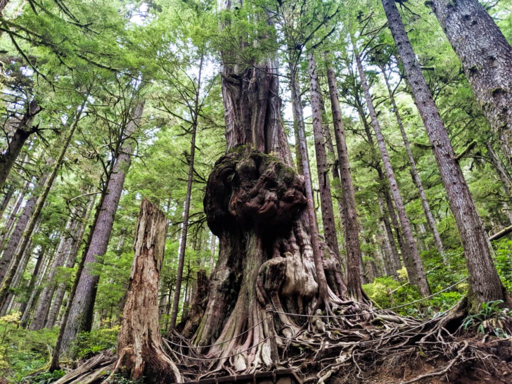 A gnarly tree with a huge burl in the middle in Avatar Grove, Vancouver Island