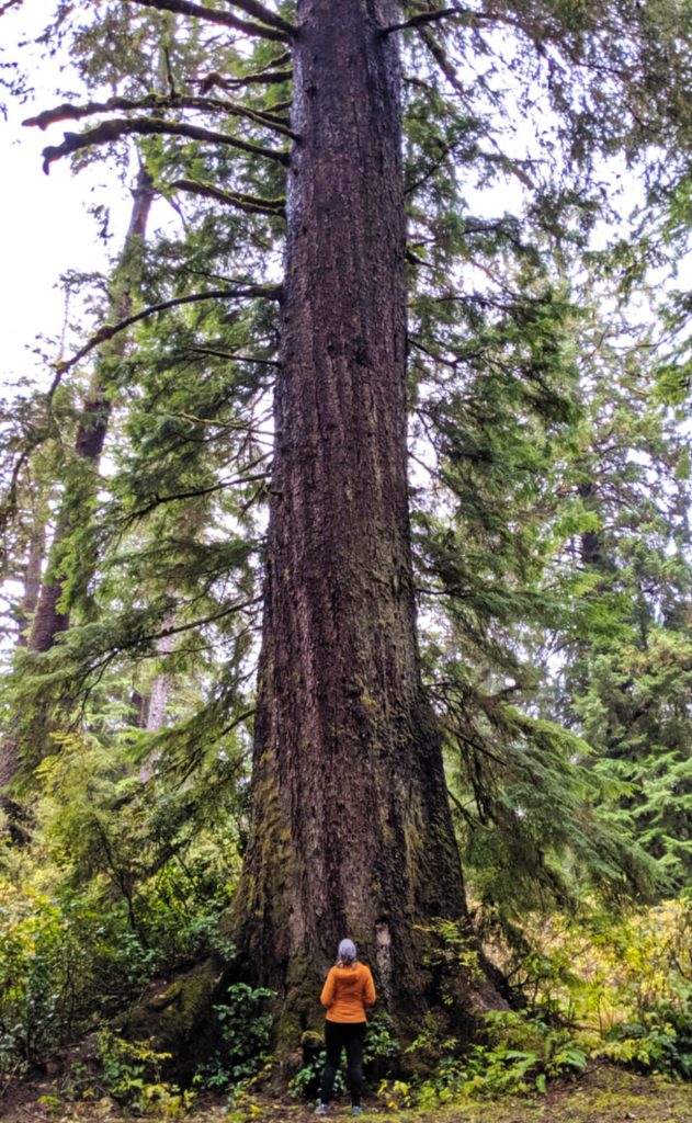 Gemma looking up at a huge tree at San Josef Recreation Site