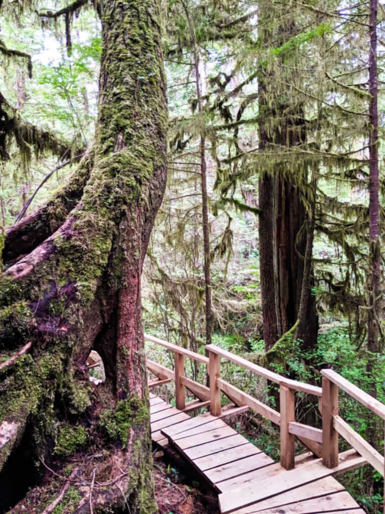 Boardwalk leading under mossy old growth tree on the Rainforest Trail in Pacific Rim National Park