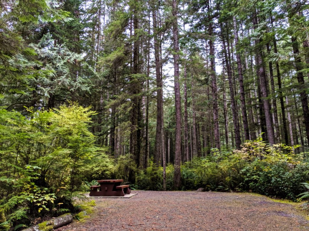 View of China Beach campsite with picnic table and tall trees