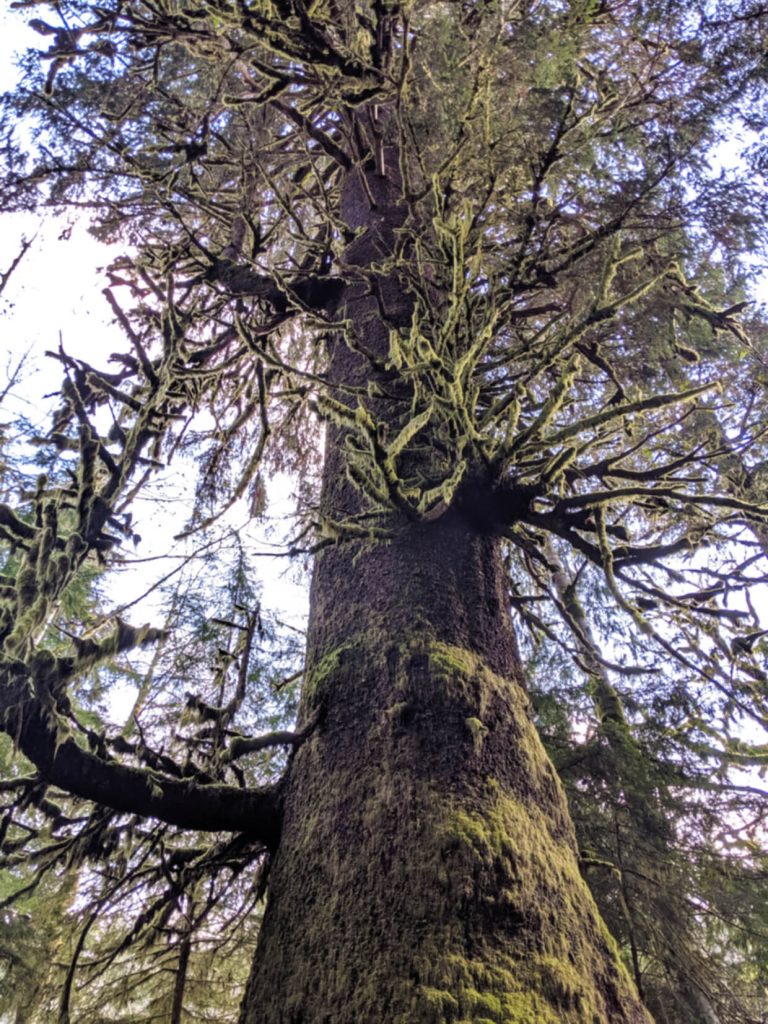 Gemma leans on the fence in front of the giant Harris Creek Spruce tree