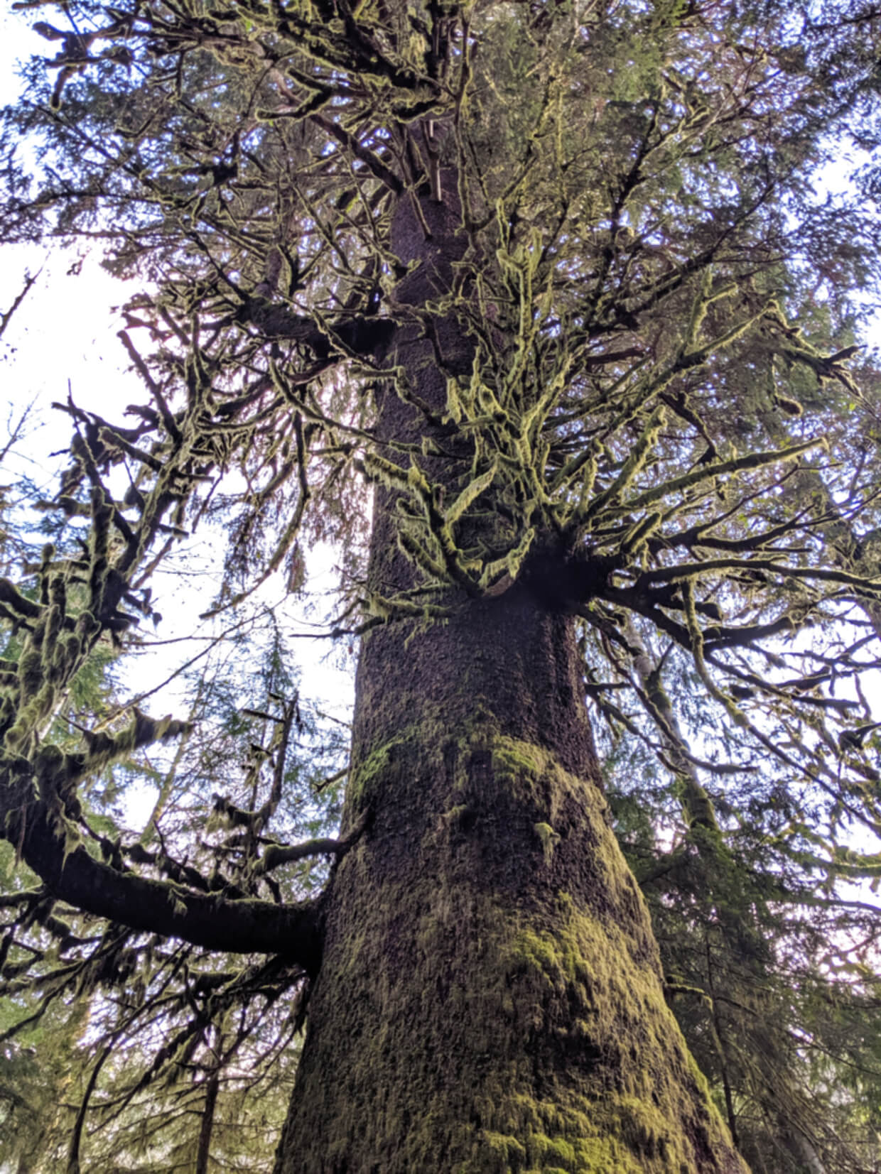 Where to Find Big Trees on Vancouver Island