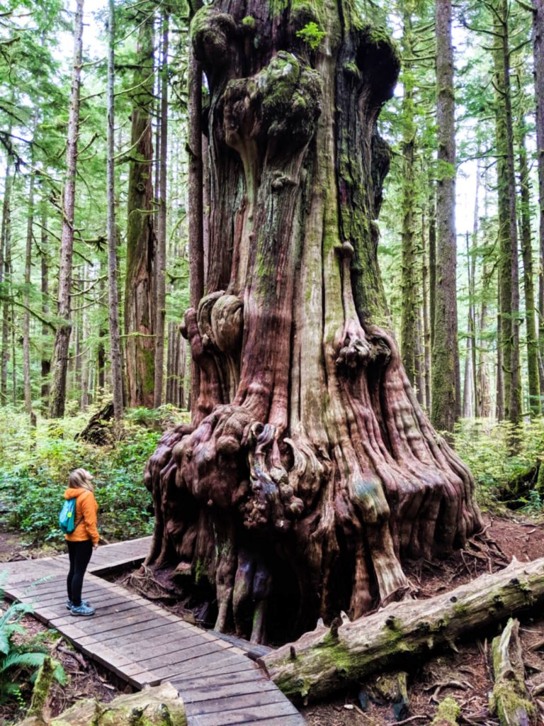 Gemma looks up at an incredibly gnarly tree in Avatar Grove, Vancouver Island