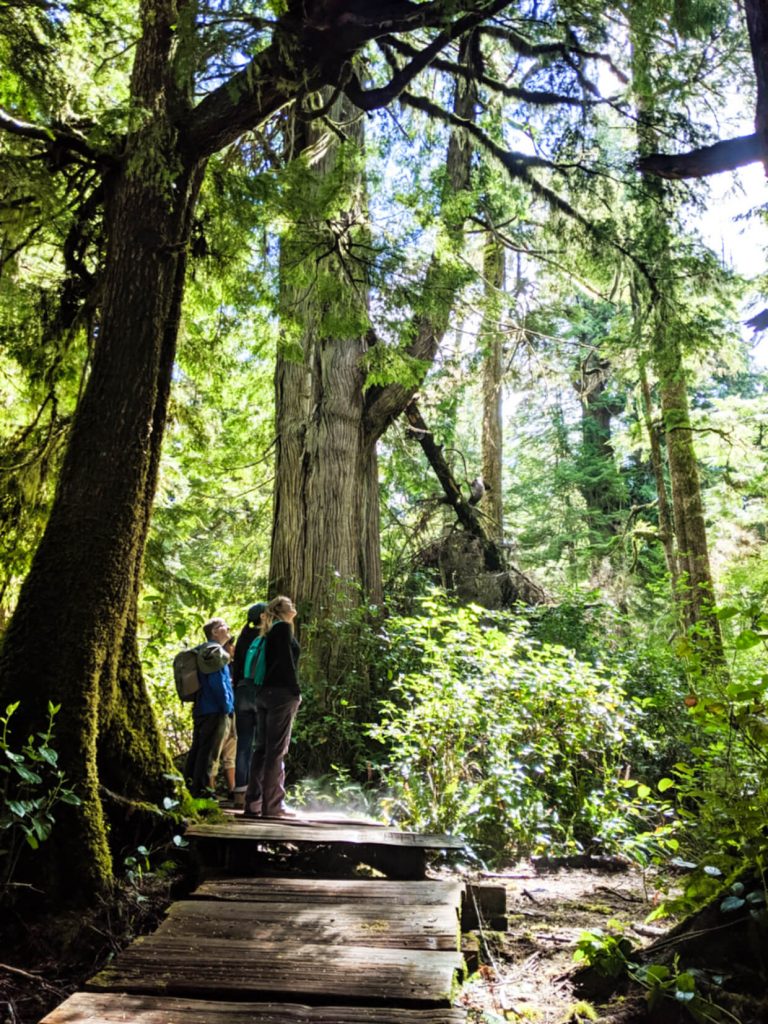 Gemma and guided tour group looking up at big trees on Meares Island