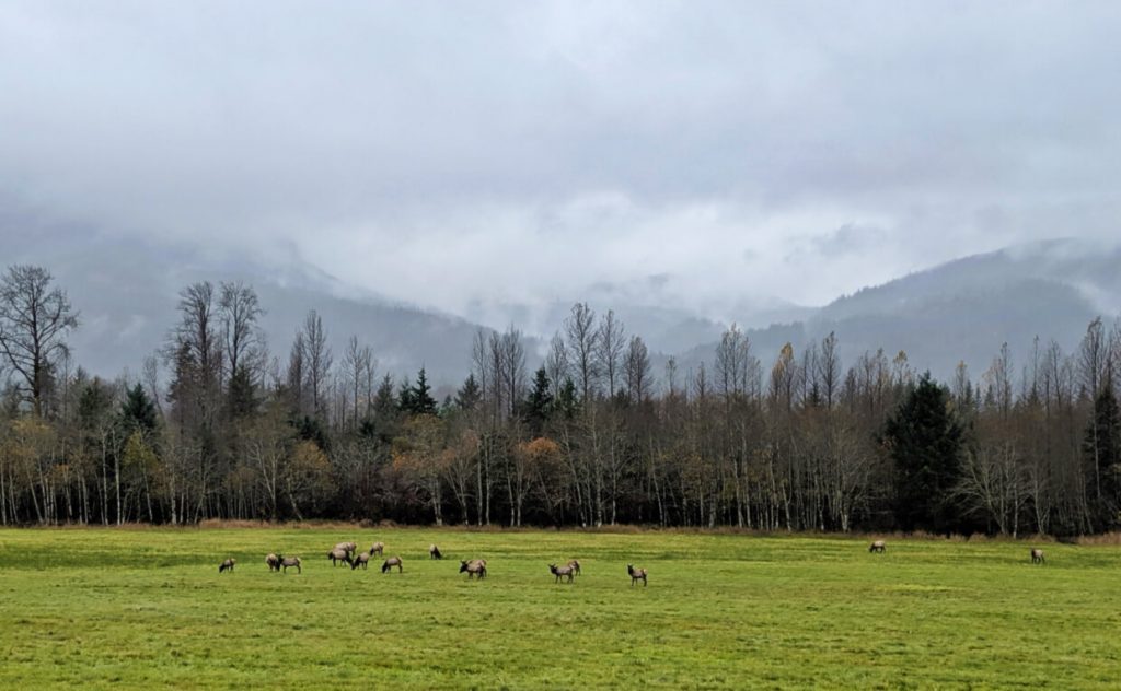 A herd of elk eats grass in a very green field near Sayward