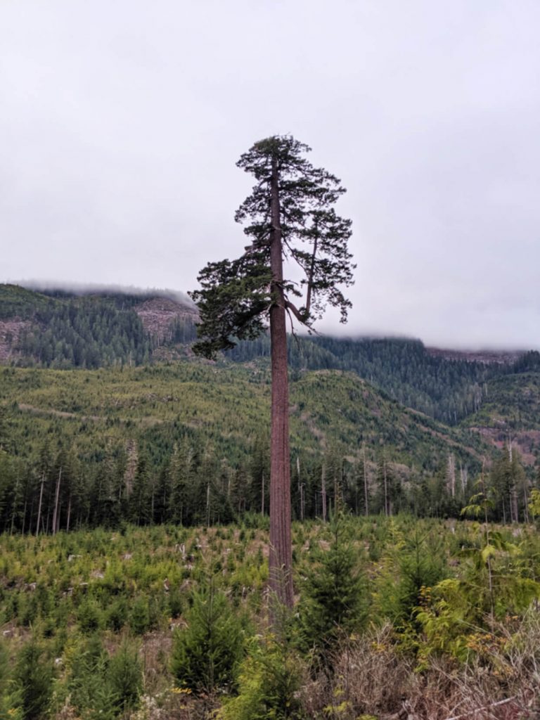 A tall Douglas Fir tree sits alone in the middle of a piece of land that has been clear cut 