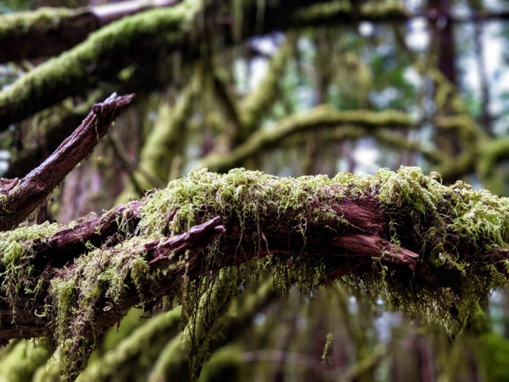 Moss on tree trunk in old growth forest on Vancouver Island